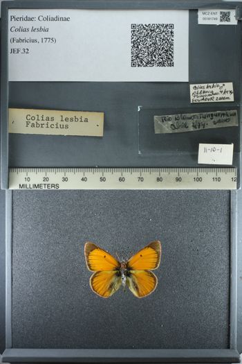 Media type: image;   Entomology 181749